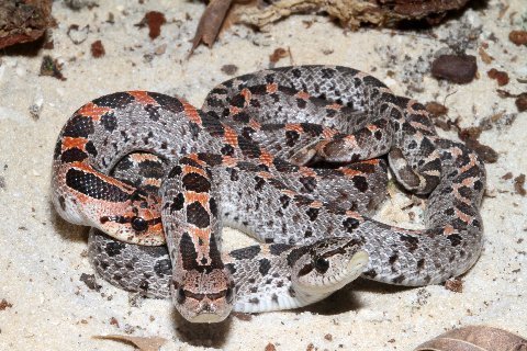 Three hatchling Southern Hog-noses from a single clutch