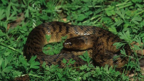 Water snakes, including greens, were abundant on that first night.