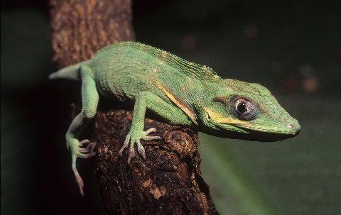 This is a post-hatchling sized knight anole.