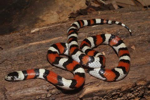 Central Plains milk snake, Lampropeltis triangulum gentilis.