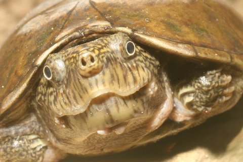 The little flattened musk turtle has powerful jaws.