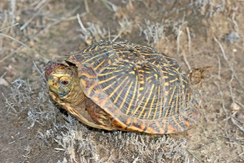 Male desert box turtle