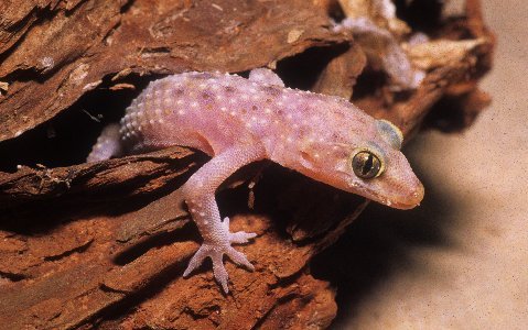 A Mediterranean gecko peers from a daytime hiding area.