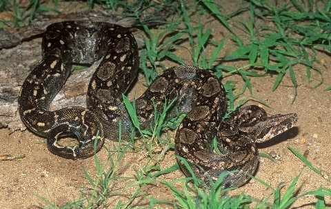   This alert boa had just safely crossed a roadway in southern Sonora.