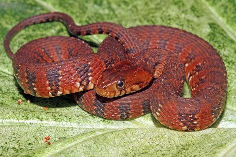 A beautifully colored juvenile Florida banded water snake from Columbia County.