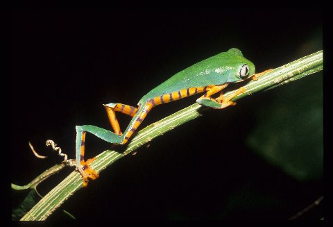 Barred Monkey Frog, a common species at Madre Selva that as often walks as leaps.