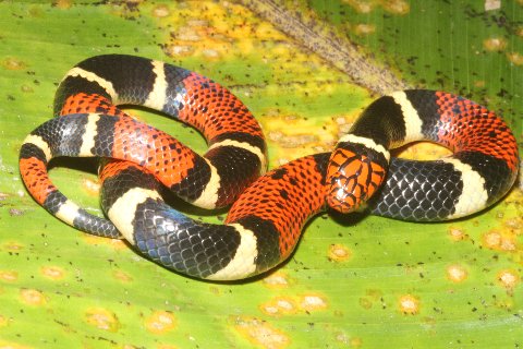 A juvenile Aquatic Coral Snake at Madre Selva.