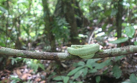Adult Western Two-lined Forest Pit Viper on a liana.