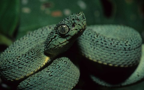 Facial aspect of a neonate Western Two-lined Forest Pit Viper