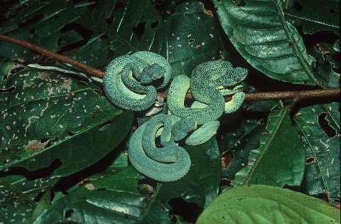 Neonate Western Two-lined Forest Pit Vipers