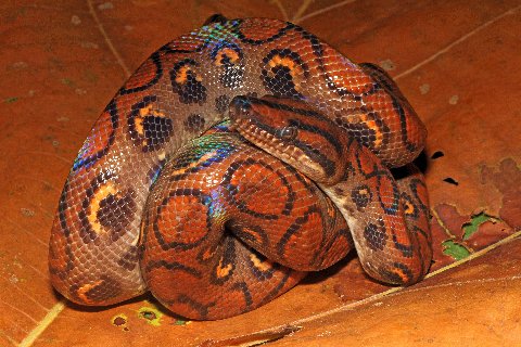 Iridescent highlights play over the scales of the Brazilian Rainbow Boa.