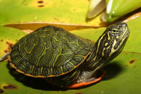 A marvel of Mother Nature; a hatchling Northern red-bellied turtle.