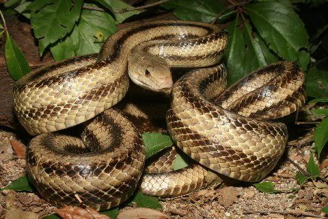 This is a typical yellow rat snake from the North Florida coastal strand.