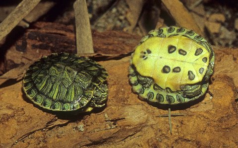 Young red-eared sliders have distinctively marked plastrons. Photo by R.D. Bartlett.