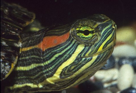 The red-ear is readily identified by its red eye stripe. Photo by R.D. Bartlett.