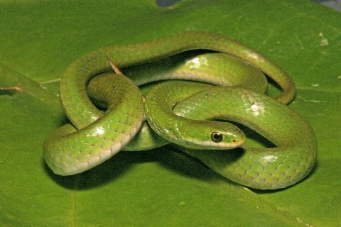 Aptly named, Smooth Green Snakes lack keeling on the scales.