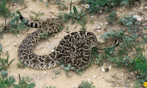 Western Diamondbacks are pretty and usually very defensive<br />
.