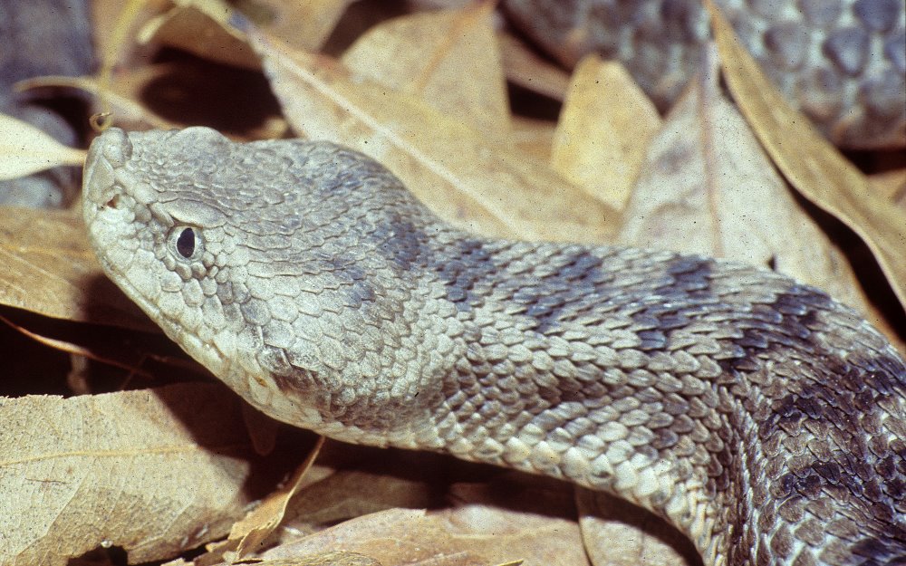 Kingsnake Blog Kingsnake Blog Iberian Snub nosed Vipers Vipera Kingsnake Blog Kingsnake Blog Iberian Snub nosed Vipers Vipera