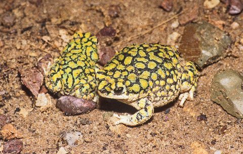 A pair of Sonoran Green toads, female on right.