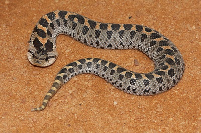 Southern Hognose Snake