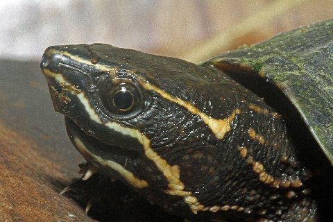 The facial stripes are characteristic of this species.