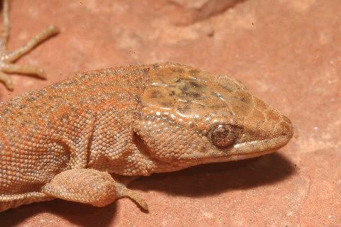 Utah night lizard; a portrait.