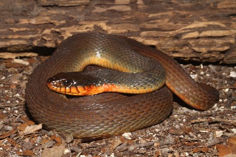 The red-bellied water snake, Nerodia e. erythrogaster, may be seen on the eastern section of the panhandle.