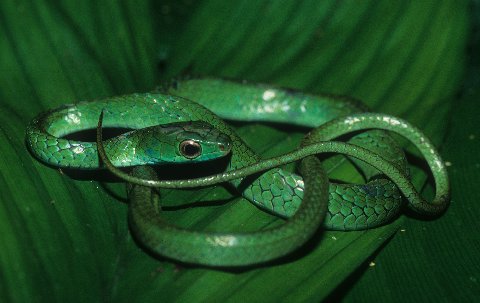 The leaf green hatchling rusty whipsnake is persistently arboreal.