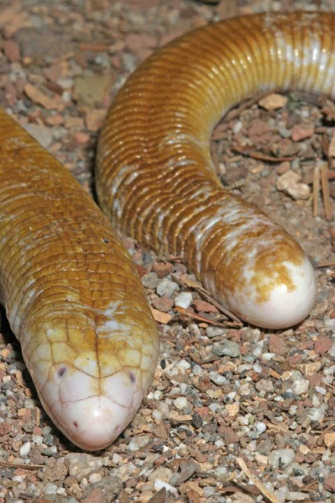 Nose and tail of the Giant Amphisbaenid are tipped with white