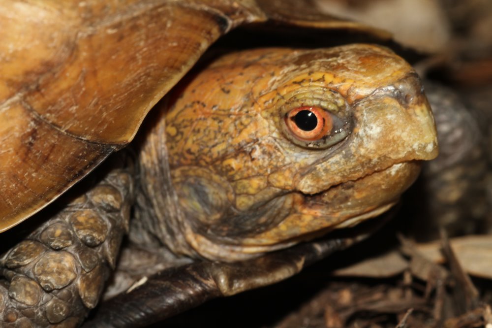 kingsnake blog Kingsnake.com Blog - Asian Keeled Box Turtles