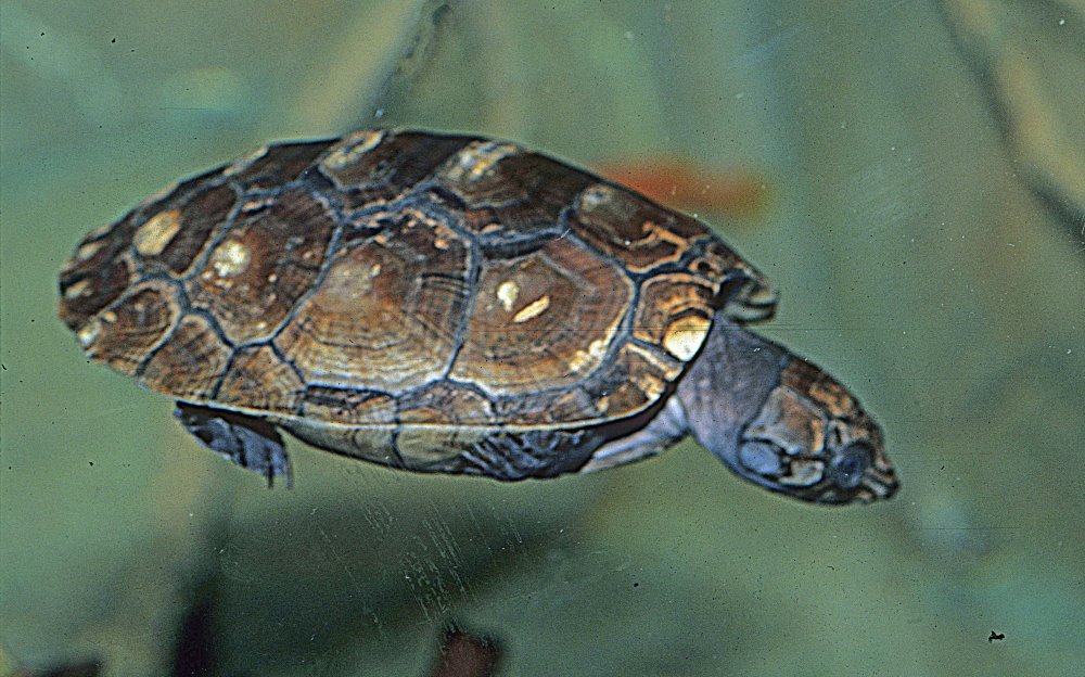 kingsnake blog Kingsnake.com Blog - The Big-headed Amazon River Turtle