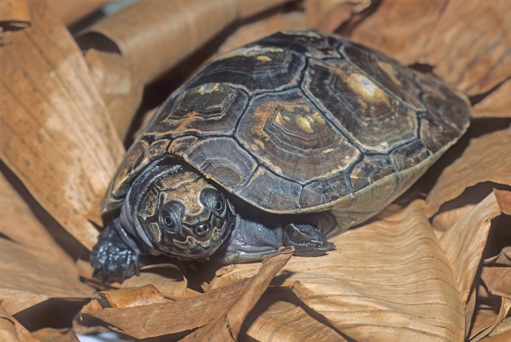 kingsnake blog Kingsnake.com Blog - The Big-headed Amazon River Turtle