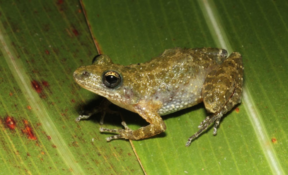 Southern Chorus Frog