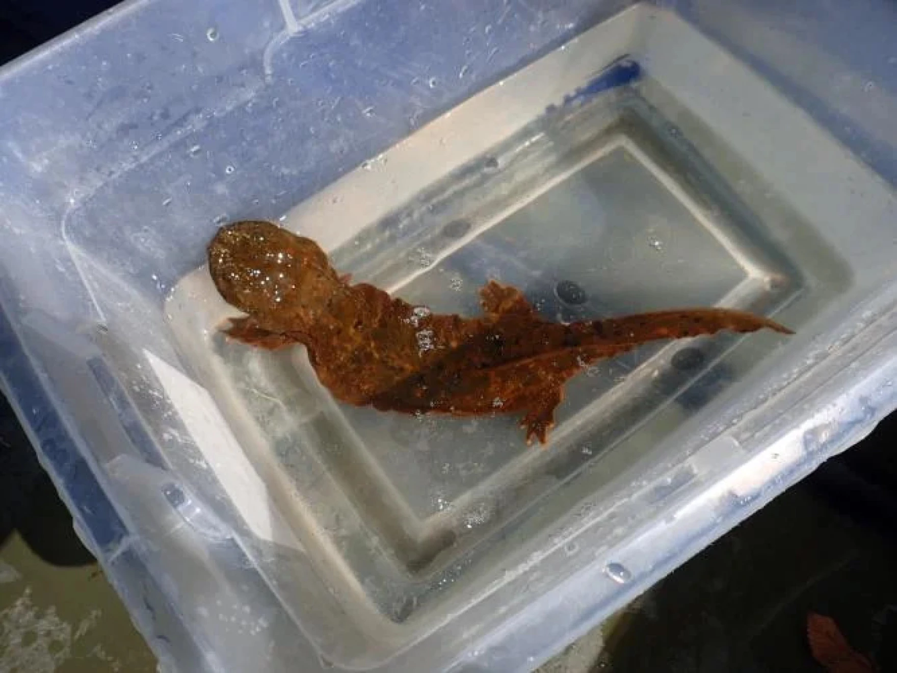 kingsnake blog  Blog - First ever zoo-reared Hellbender  reproduces in the wild