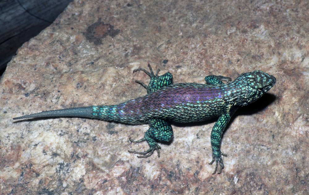 Granite Spiny Lizard - Blue-Bellied Boulder Bounder 