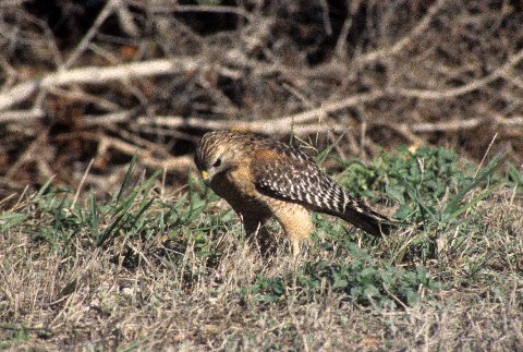 The protagonist, a red-shouldered hawk.