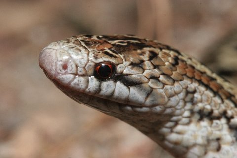 The facial aspect of an adult male Southern Florida Mole King