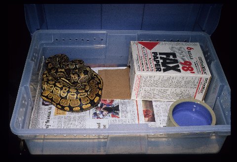 Newspaper, a hide box, and water provide very basic needs for a ball python. Photo by Dick Bartlett.