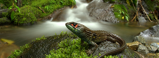 A new species of stream-living lizard discovered in Manu National Park, Peru, by Alessandro Catenazzi. Catenazzi of Southern Illinois University, Carbondale, UC Berkeley postdoc Rudolf von May and taxonomist Edgar Lehr of Illinois Wesleyan University have completed a survey of the park and its buffer zone, uncovering a greater diversity of reptiles and amphibians than any other protected area in the world. Alessandro Catenazzi image.