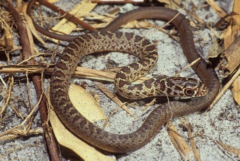 Hatchling southern black racers are strongly patterned. 