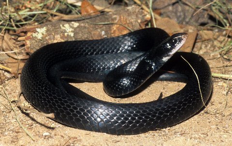 An adult southern black racer.