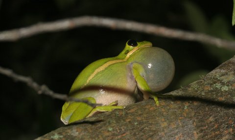 Until the rain stopped and temperatures dropped precipitously there were few areas where chorusing Green Treefrogs were not heard.