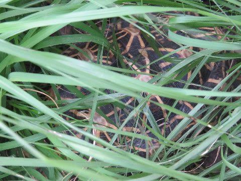 A fairly well camouflaged star tortoise.