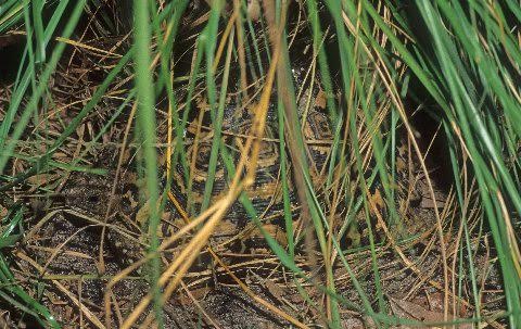 Even with its head partially extended this leopard tortoise is well camouflaged.