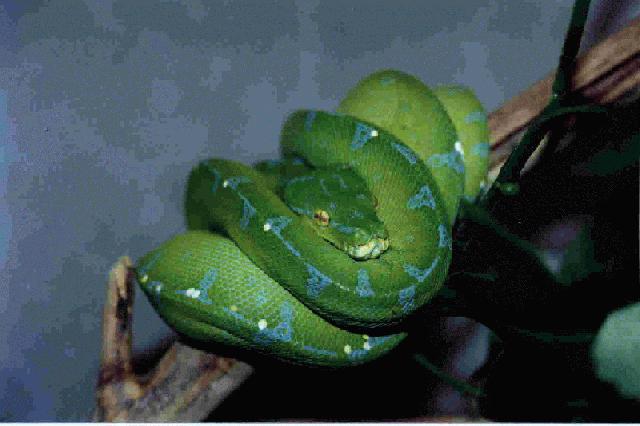 the Green Tree Python page: Locality Photo Gallery - Sorong