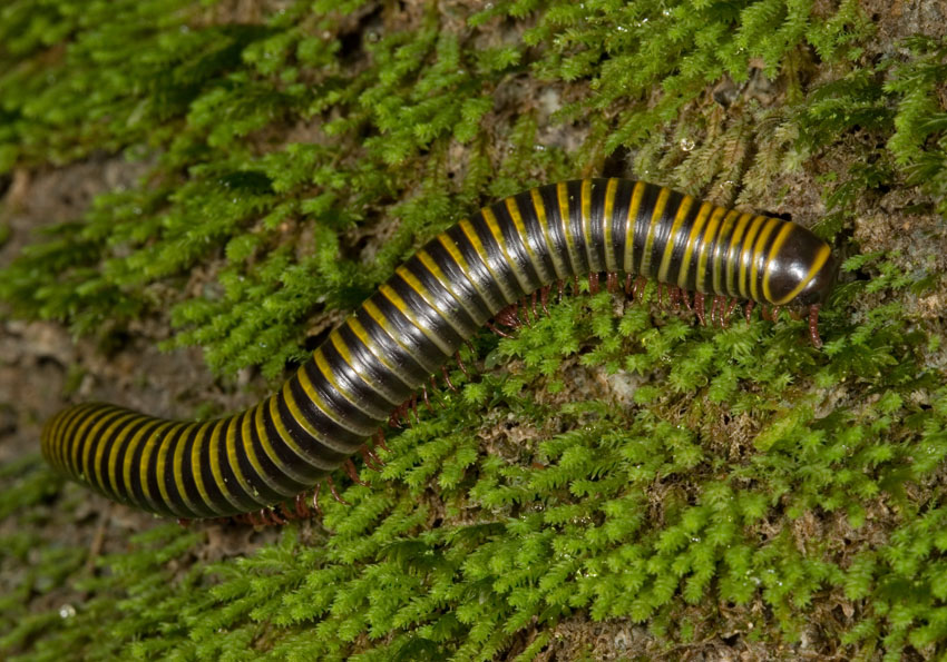 Classe: Diplopoda, um milípede da espécie ‘Anadenobolus monilicornis’.